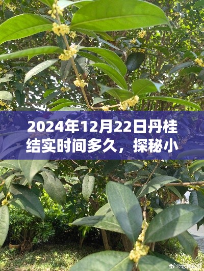 探秘小巷深處的丹桂香，丹桂結(jié)實(shí)時(shí)間與一家特色小店的隱藏時(shí)光
