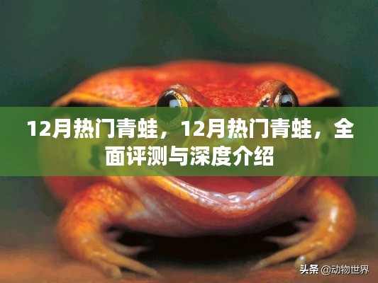 全面評測與深度介紹，十二月熱門青蛙