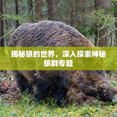 揭秘狼的世界，深入探索神秘狼群專題