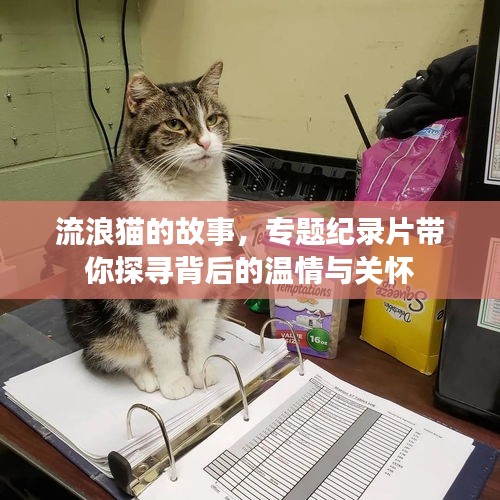 流浪貓的故事，專題紀(jì)錄片帶你探尋背后的溫情與關(guān)懷