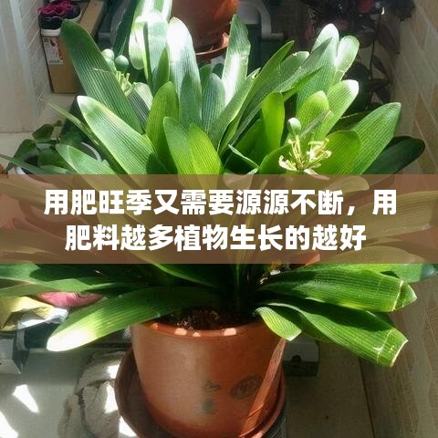 用肥旺季又需要源源不斷，用肥料越多植物生長的越好 