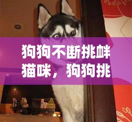 狗狗不斷挑釁貓咪，狗狗挑釁的動(dòng)作 