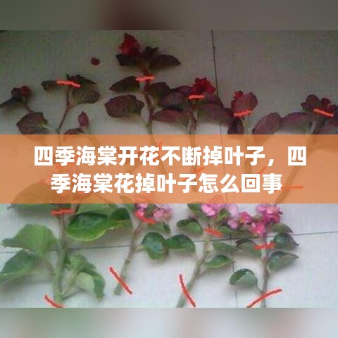 四季海棠開(kāi)花不斷掉葉子，四季海棠花掉葉子怎么回事 