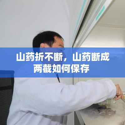 山藥折不斷，山藥斷成兩截如何保存 