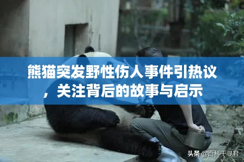 熊貓突發(fā)野性傷人事件引熱議，關(guān)注背后的故事與啟示