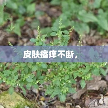 皮膚瘙癢不斷， 