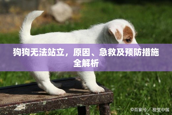 狗狗無(wú)法站立，原因、急救及預(yù)防措施全解析