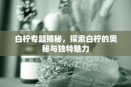 白檸專題揭秘，探索白檸的奧秘與獨特魅力