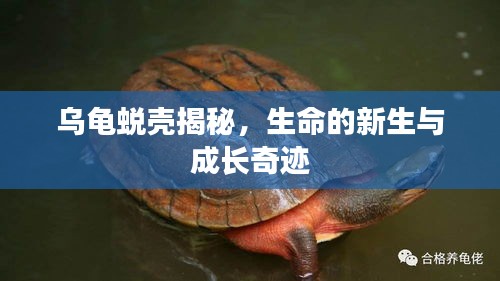 烏龜蛻殼揭秘，生命的新生與成長奇跡