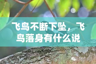 飛鳥不斷下墜，飛鳥落身有什么說法 