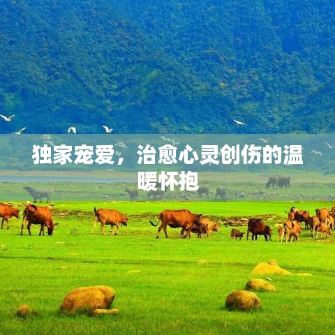 獨(dú)家寵愛，治愈心靈創(chuàng)傷的溫暖懷抱