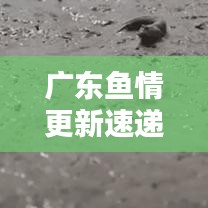 廣東魚情更新速遞，今日最新動(dòng)態(tài)一網(wǎng)打盡！