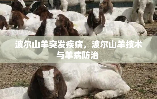 波爾山羊突發(fā)疾病，波爾山羊技術(shù)與羊病防治 