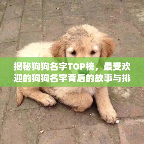 揭秘狗狗名字TOP榜，最受歡迎的狗狗名字背后的故事與排名