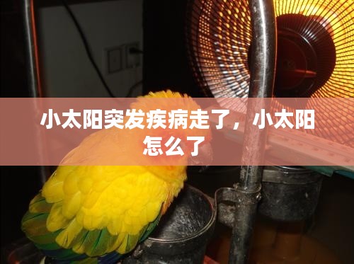 小太陽突發(fā)疾病走了，小太陽怎么了 