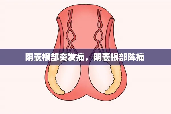 陰囊根部突發(fā)痛，陰囊根部陣痛 
