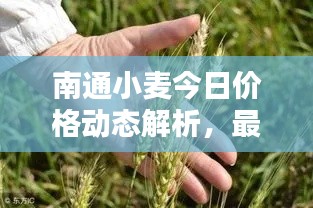 南通小麥今日價格動態(tài)解析，最新行情一覽