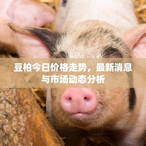 豆柏今日價(jià)格走勢(shì)，最新消息與市場(chǎng)動(dòng)態(tài)分析