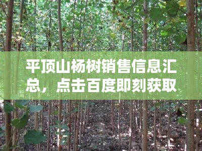 平頂山楊樹銷售信息匯總，點(diǎn)擊百度即刻獲?。? class=