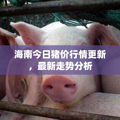 海南今日豬價(jià)行情更新，最新走勢分析