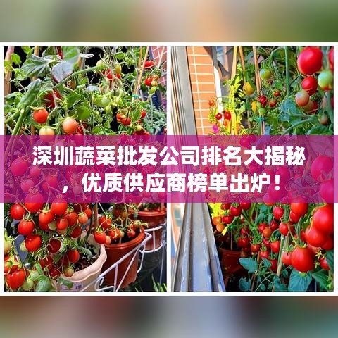 深圳蔬菜批發(fā)公司排名大揭秘，優(yōu)質(zhì)供應(yīng)商榜單出爐！