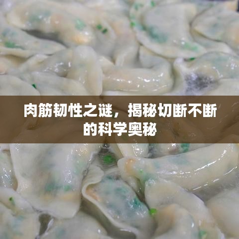 肉筋韌性之謎，揭秘切斷不斷的科學奧秘
