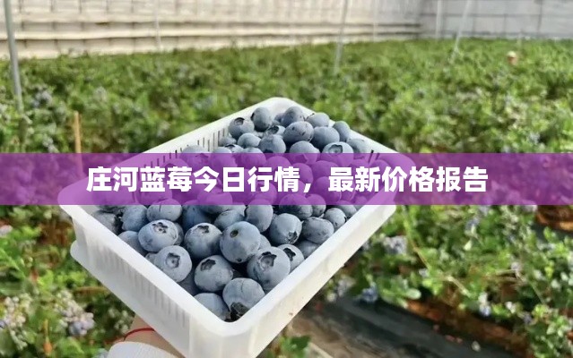 莊河藍(lán)莓今日行情，最新價格報告