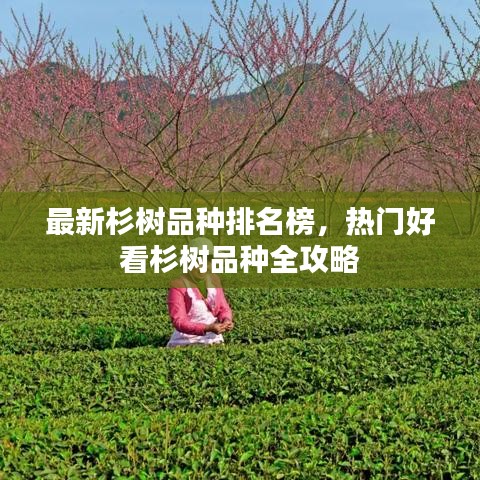 最新杉樹品種排名榜，熱門好看杉樹品種全攻略