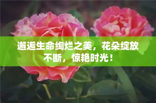邂逅生命絢爛之美，花朵綻放不斷，驚艷時(shí)光！