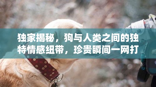 獨(dú)家揭秘，狗與人類之間的獨(dú)特情感紐帶，珍貴瞬間一網(wǎng)打盡！