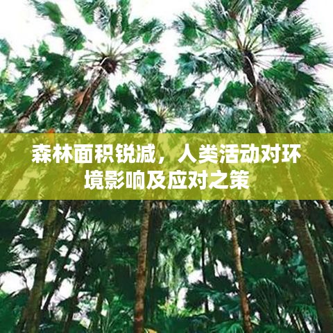 森林面積銳減，人類活動(dòng)對環(huán)境影響及應(yīng)對之策