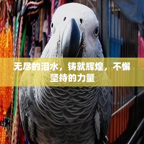 無(wú)盡的淚水，鑄就輝煌，不懈堅(jiān)持的力量