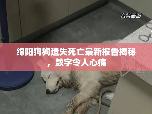 綿陽狗狗遺失死亡最新報告揭秘，數(shù)字令人心痛