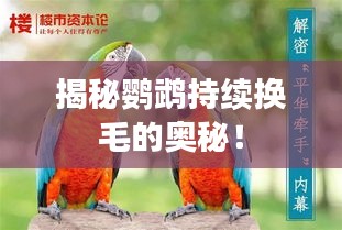 揭秘鸚鵡持續(xù)換毛的奧秘！