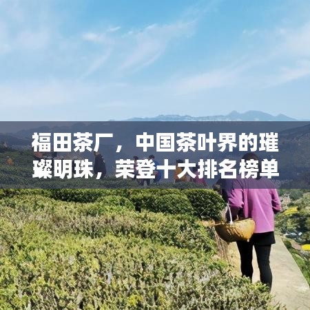 福田茶廠，中國茶葉界的璀璨明珠，榮登十大排名榜單