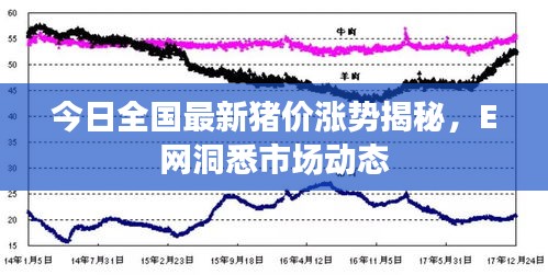 今日全國(guó)最新豬價(jià)漲勢(shì)揭秘，E網(wǎng)洞悉市場(chǎng)動(dòng)態(tài)