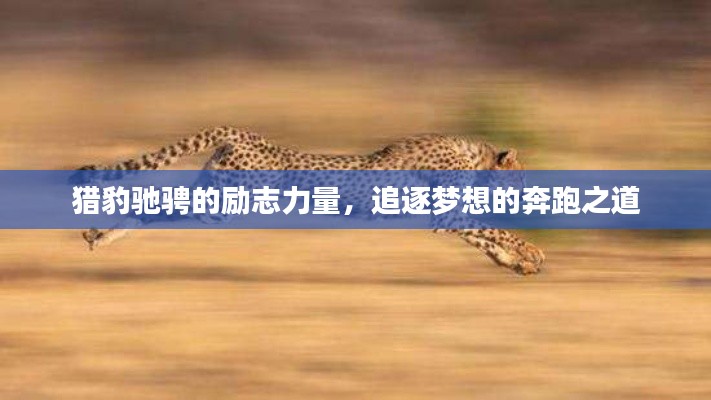 獵豹馳騁的勵志力量，追逐夢想的奔跑之道