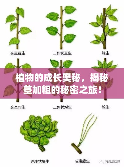 植物的成長(zhǎng)奧秘，揭秘莖加粗的秘密之旅！