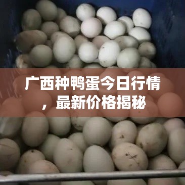 廣西種鴨蛋今日行情，最新價格揭秘