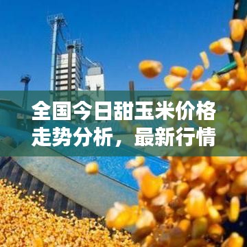 全國今日甜玉米價(jià)格走勢分析，最新行情概覽