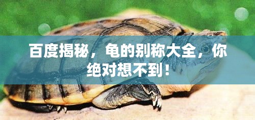 百度揭秘，龜?shù)膭e稱大全，你絕對(duì)想不到！