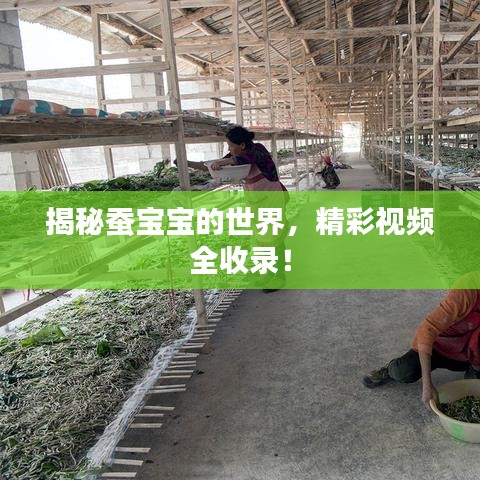揭秘蠶寶寶的世界，精彩視頻全收錄！
