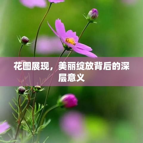 花圖展現(xiàn)，美麗綻放背后的深層意義