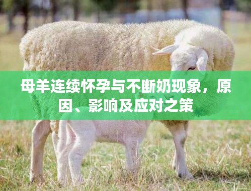 母羊連續(xù)懷孕與不斷奶現(xiàn)象，原因、影響及應(yīng)對(duì)之策