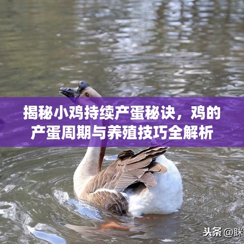 揭秘小雞持續(xù)產(chǎn)蛋秘訣，雞的產(chǎn)蛋周期與養(yǎng)殖技巧全解析