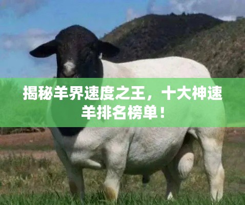 揭秘羊界速度之王，十大神速羊排名榜單！