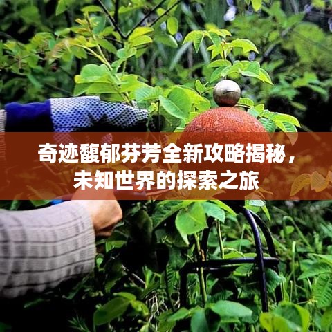 奇跡馥郁芬芳全新攻略揭秘，未知世界的探索之旅