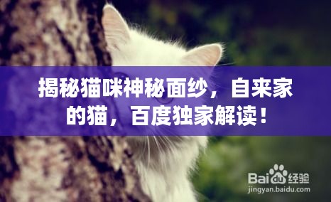 揭秘貓咪神秘面紗，自來家的貓，百度獨家解讀！