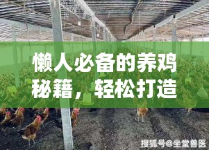 懶人必備的養(yǎng)雞秘籍，輕松打造雞舍小天地（最新攻略）