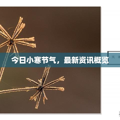今日小寒節(jié)氣，最新資訊概覽